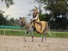 EL SZARMANTI - class winner Historical Polish Costumes Advanced at August Championship for Arabian Sport Horses b. Krzysztof Semeryło / o.Anna Majcherczyk - by Sylwia Iłenda
