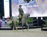 ELGORIUSZ - class winner Hunter Pleasure Advanced at August Championship for Arabian Sport Horses b. Michałów Stud o. Oliwia Kowal - by Sylwia Iłenda