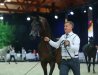 WOLARE - class winner stallions 4-6 years old, b.Wojciech Parczewski/o. Sławomir Bubas - by Sylwia Iłenda