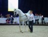ZŁOTY MEDAL - class winner stallions 7+ years old, b/o Michałów Stud - by Sylwia Iłenda