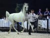 ZŁOTY MEDAL - class winner stallions 7+ years old, b/o Michałów Stud - by Karolina Misztal