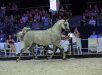PARANTELLA - class winner mares 7-10 years old, b/o Michałów Stud, fot Sylwia Iłenda