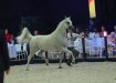 ZIGI ZANA - class winner mares 11+ years old, b/o Michałów Stud, fot Sylwia Iłenda